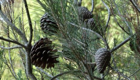 Fotografia da espécie Pinus halepensis