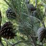 Fotografia 5 da espécie Pinus halepensis do Jardim Botânico UTAD