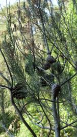 Fotografia da espécie Pinus halepensis