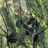 Fotografia 6 da espécie Pinus halepensis do Jardim Botânico UTAD