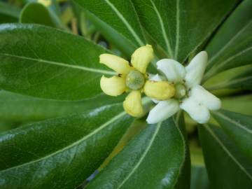 Fotografia da espécie Pittosporum tobira