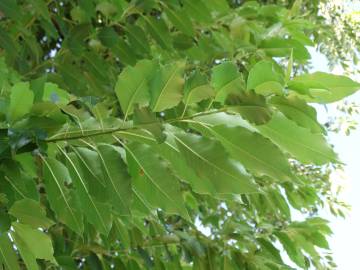 Fotografia da espécie Prunus serotina