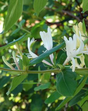 Fotografia 3 da espécie Lonicera japonica no Jardim Botânico UTAD