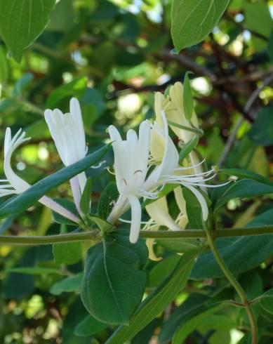 Fotografia de capa Lonicera japonica - do Jardim Botânico