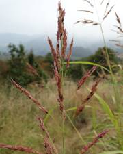 Fotografia da espécie Sorghum halepense