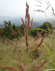 Sorghum halepense