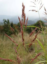 Fotografia da espécie Sorghum halepense