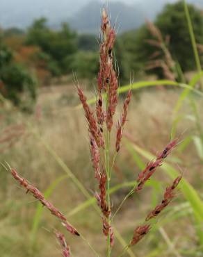 Fotografia 5 da espécie Sorghum halepense no Jardim Botânico UTAD