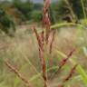 Fotografia 5 da espécie Sorghum halepense do Jardim Botânico UTAD