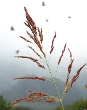 Fotografia 6 da espécie Sorghum halepense no Jardim Botânico UTAD