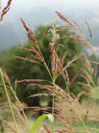 Fotografia da espécie Sorghum halepense