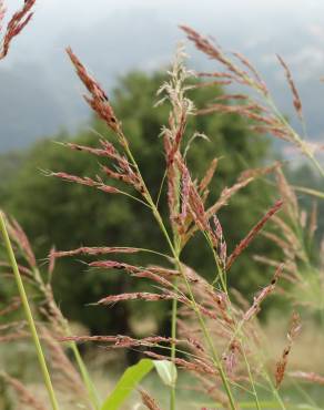 Fotografia 7 da espécie Sorghum halepense no Jardim Botânico UTAD