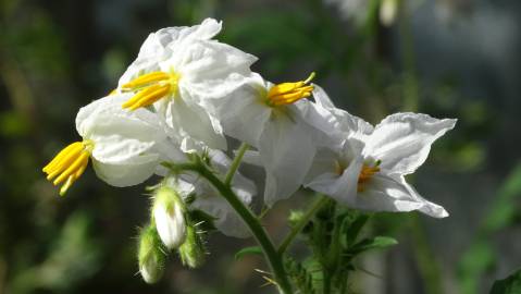 Fotografia da espécie Solanum sisymbriifolium