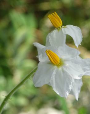 Fotografia 4 da espécie Solanum sisymbriifolium no Jardim Botânico UTAD