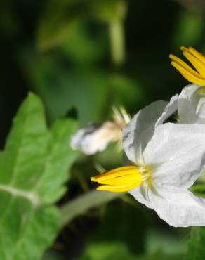 Fotografia 6 da espécie Solanum sisymbriifolium no Jardim Botânico UTAD
