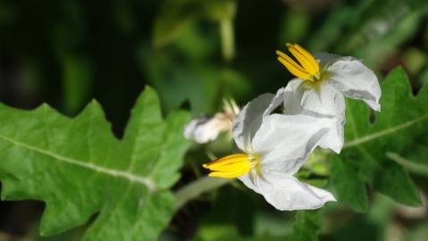 Fotografia da espécie Solanum sisymbriifolium