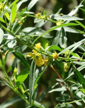 Fotografia 3 da espécie Heimia salicifolia no Jardim Botânico UTAD