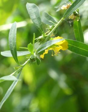 Fotografia 5 da espécie Heimia salicifolia no Jardim Botânico UTAD