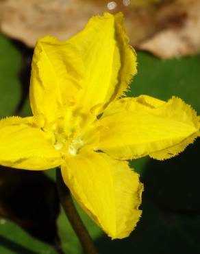 Fotografia 1 da espécie Nymphoides peltata no Jardim Botânico UTAD