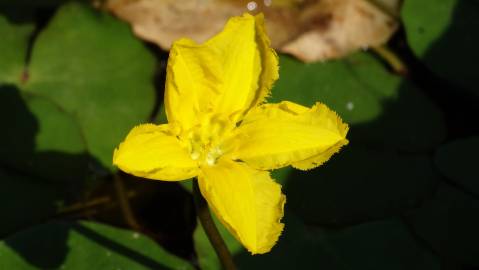 Fotografia da espécie Nymphoides peltata