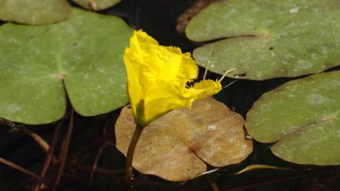 Fotografia da espécie Nymphoides peltata