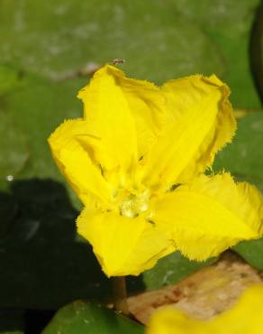 Fotografia 7 da espécie Nymphoides peltata no Jardim Botânico UTAD