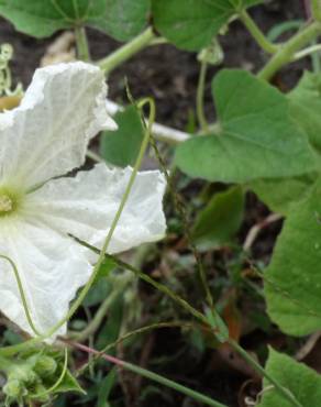 Fotografia 3 da espécie Lagenaria siceraria no Jardim Botânico UTAD