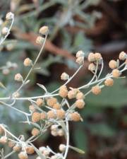 Fotografia da espécie Artemisia absinthium