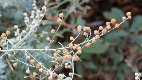 Fotografia da espécie Artemisia absinthium