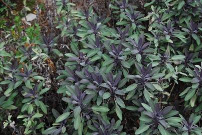 Fotografia da espécie Salvia officinalis var. purpurascens