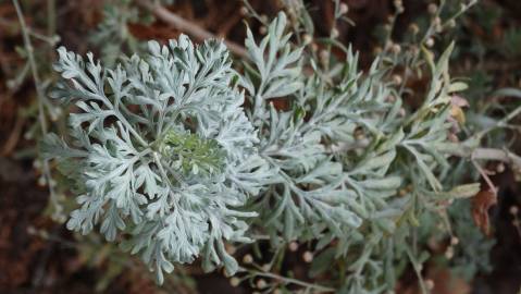 Fotografia da espécie Artemisia absinthium