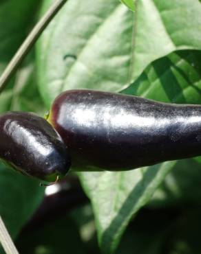 Fotografia 1 da espécie Capsicum annuum no Jardim Botânico UTAD