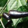 Fotografia 1 da espécie Capsicum annuum do Jardim Botânico UTAD