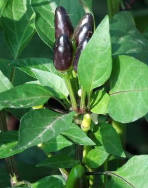 Fotografia 3 da espécie Capsicum annuum no Jardim Botânico UTAD