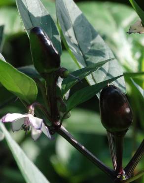 Fotografia 4 da espécie Capsicum annuum no Jardim Botânico UTAD