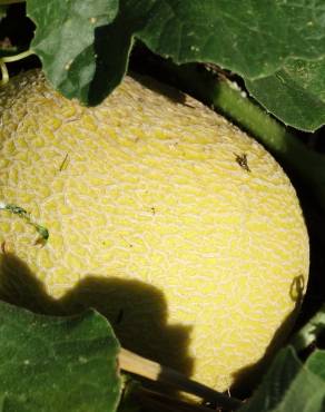 Fotografia 3 da espécie Cucumis melo no Jardim Botânico UTAD