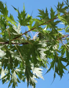 Fotografia 5 da espécie Acer saccharinum no Jardim Botânico UTAD