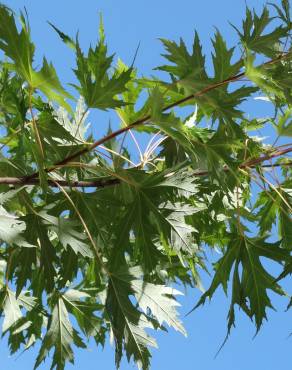 Fotografia 5 da espécie Acer saccharinum no Jardim Botânico UTAD