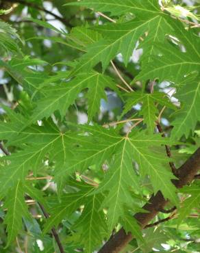 Fotografia 1 da espécie Acer saccharinum no Jardim Botânico UTAD