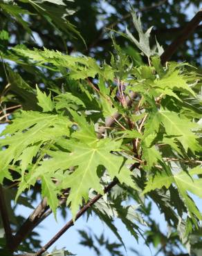 Fotografia 6 da espécie Acer saccharinum no Jardim Botânico UTAD