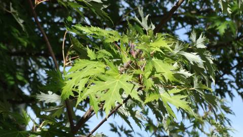 Fotografia da espécie Acer saccharinum