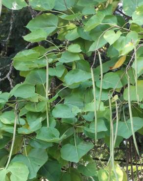 Fotografia 4 da espécie Catalpa bignonioides no Jardim Botânico UTAD