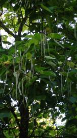 Fotografia da espécie Catalpa bignonioides