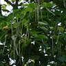 Fotografia 5 da espécie Catalpa bignonioides do Jardim Botânico UTAD