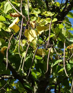 Fotografia 6 da espécie Catalpa bignonioides no Jardim Botânico UTAD