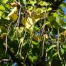 Fotografia 6 da espécie Catalpa bignonioides do Jardim Botânico UTAD