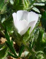 Althaea hirsuta