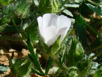 Fotografia da espécie Althaea hirsuta