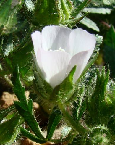 Fotografia de capa Althaea hirsuta - do Jardim Botânico