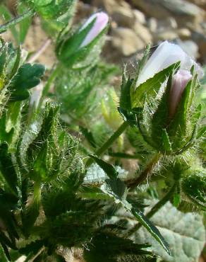 Fotografia 3 da espécie Althaea hirsuta no Jardim Botânico UTAD